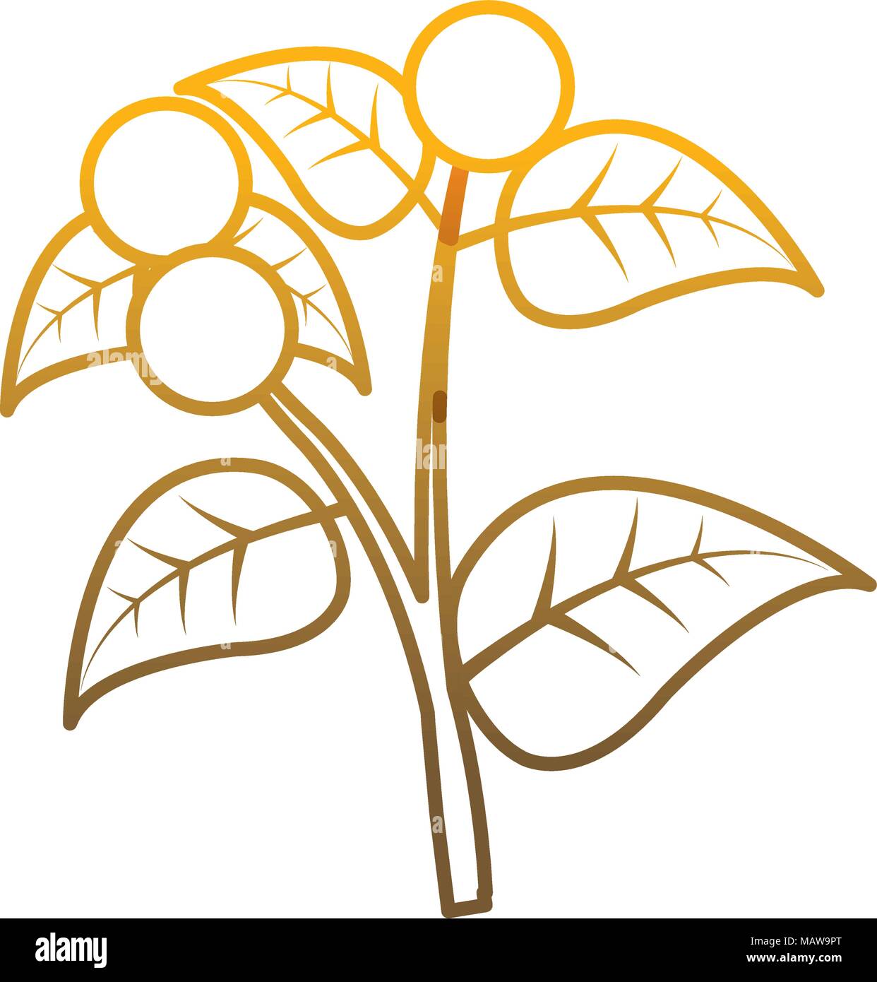 Degraded Line Coffee Tree Plant With Leaves Branch Vector Illustration Degraded Line Coffee Tree Plant With Leaves Branch Vector Illustration