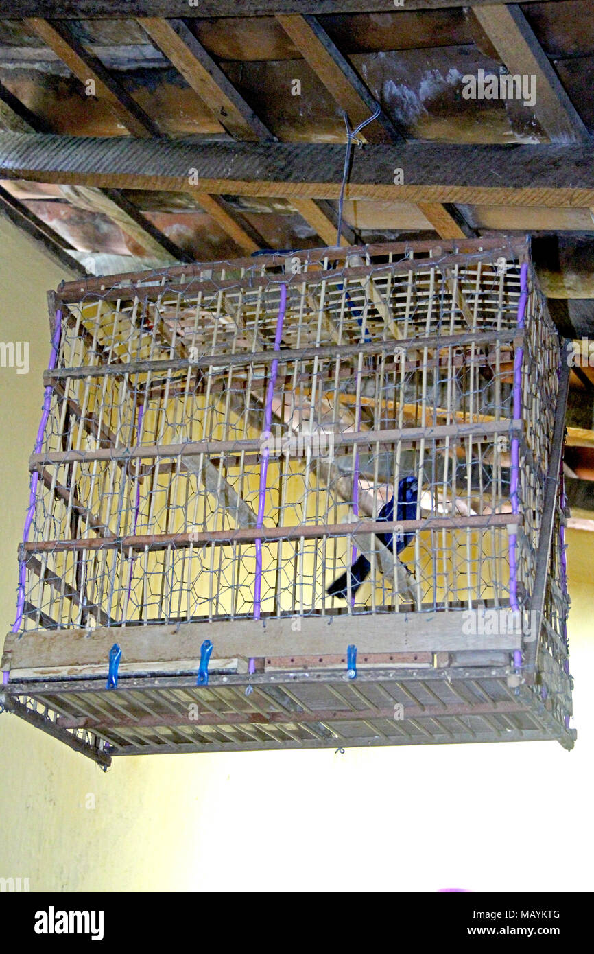 Birdcage Home Interior Paraiba Brazil Stock Photo