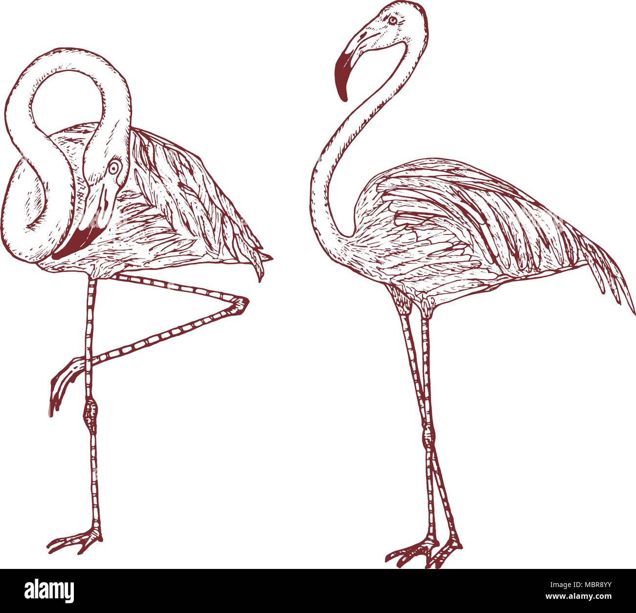Engraved Hand Drawn Vector Birds Sketch Graphic Vintage Style Phoenicopteridae Tropical Animal