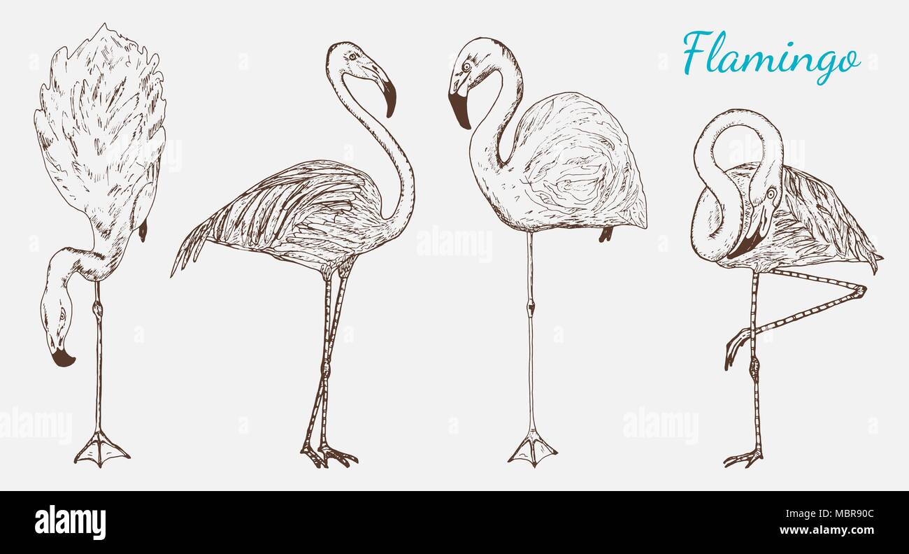 Hand Drawn Vector Birds Sketch Graphic Vintage Style Phoenicopteridae Tropical Animal