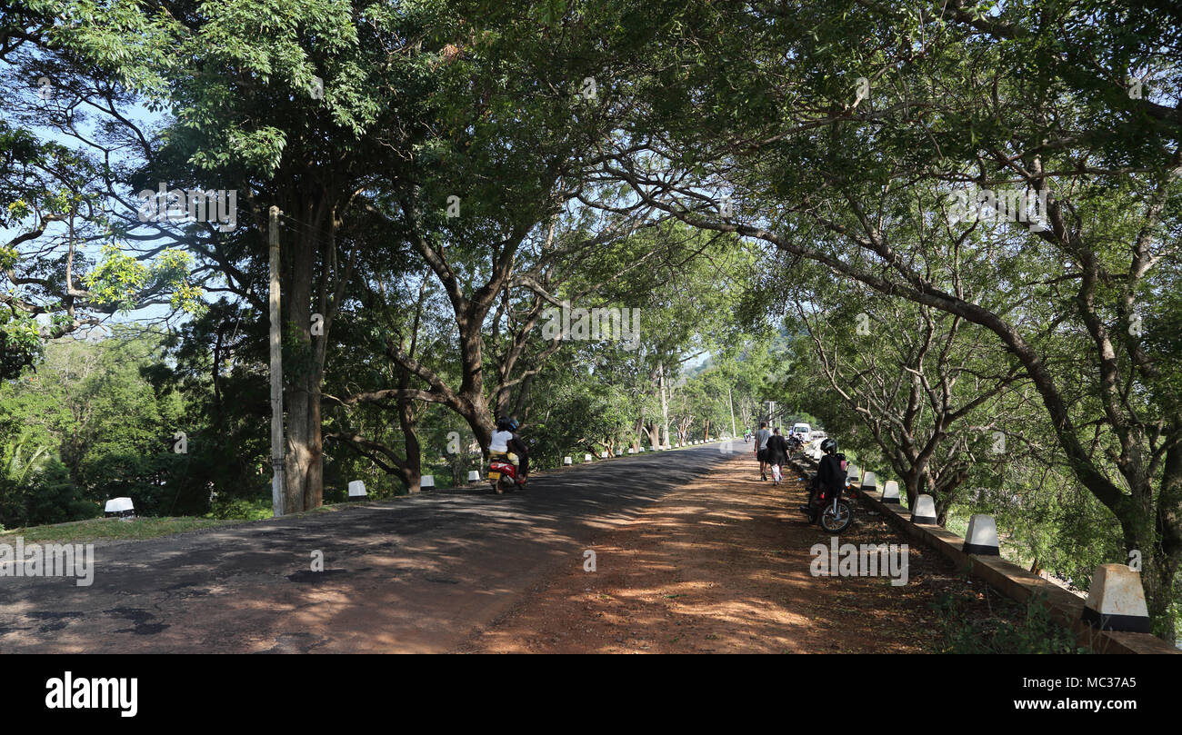 Avukana Kekirawa North Central Province Sri Lanka Tree Lined Road By