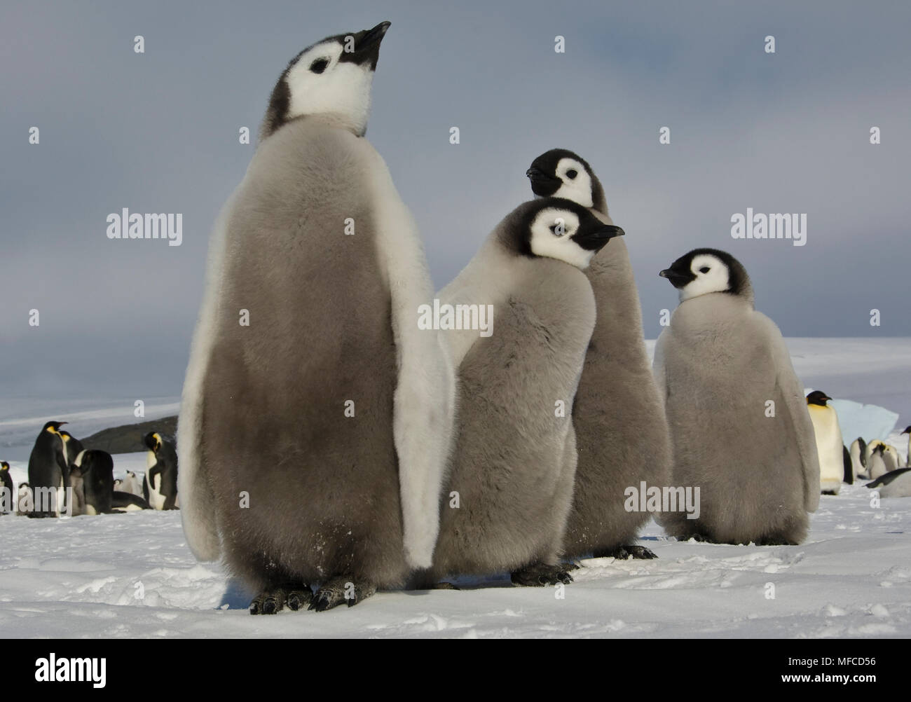 Emperor Penguin Chicks Hi Res Stock Photography And Images Alamy