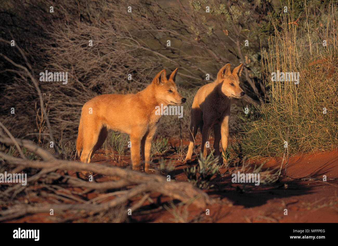 DINGO Pair Canis Familiaris Dingo Central Australia Stock Photo Alamy