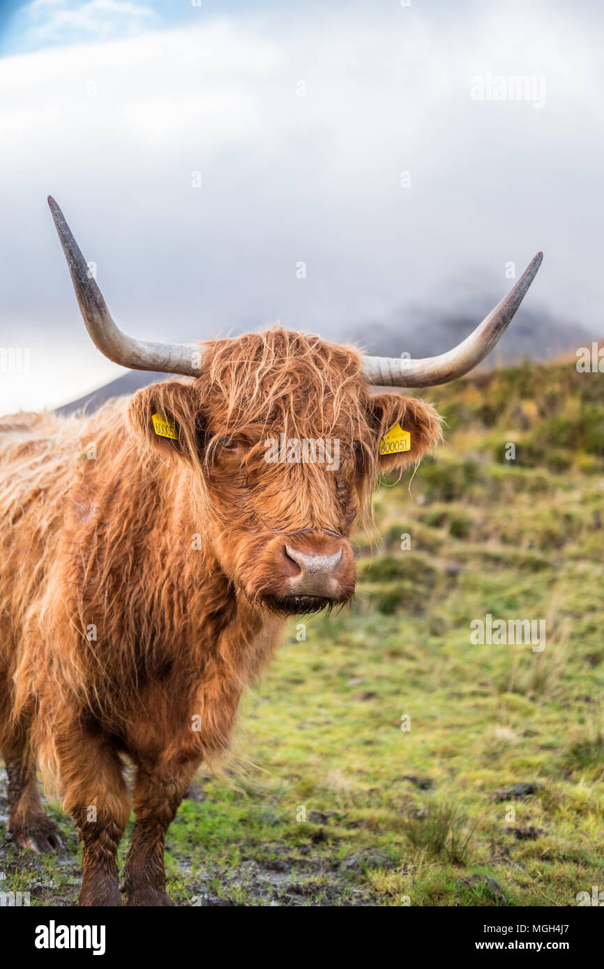 Scottish Yak Hi Res Stock Photography And Images Alamy