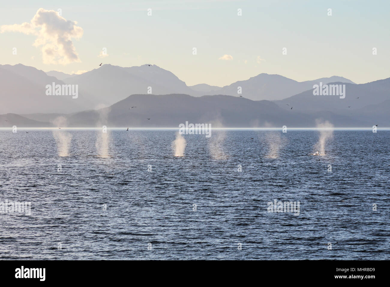 Evening Whale Watching Humpback Whales In Auke Bay Off The Coast Of