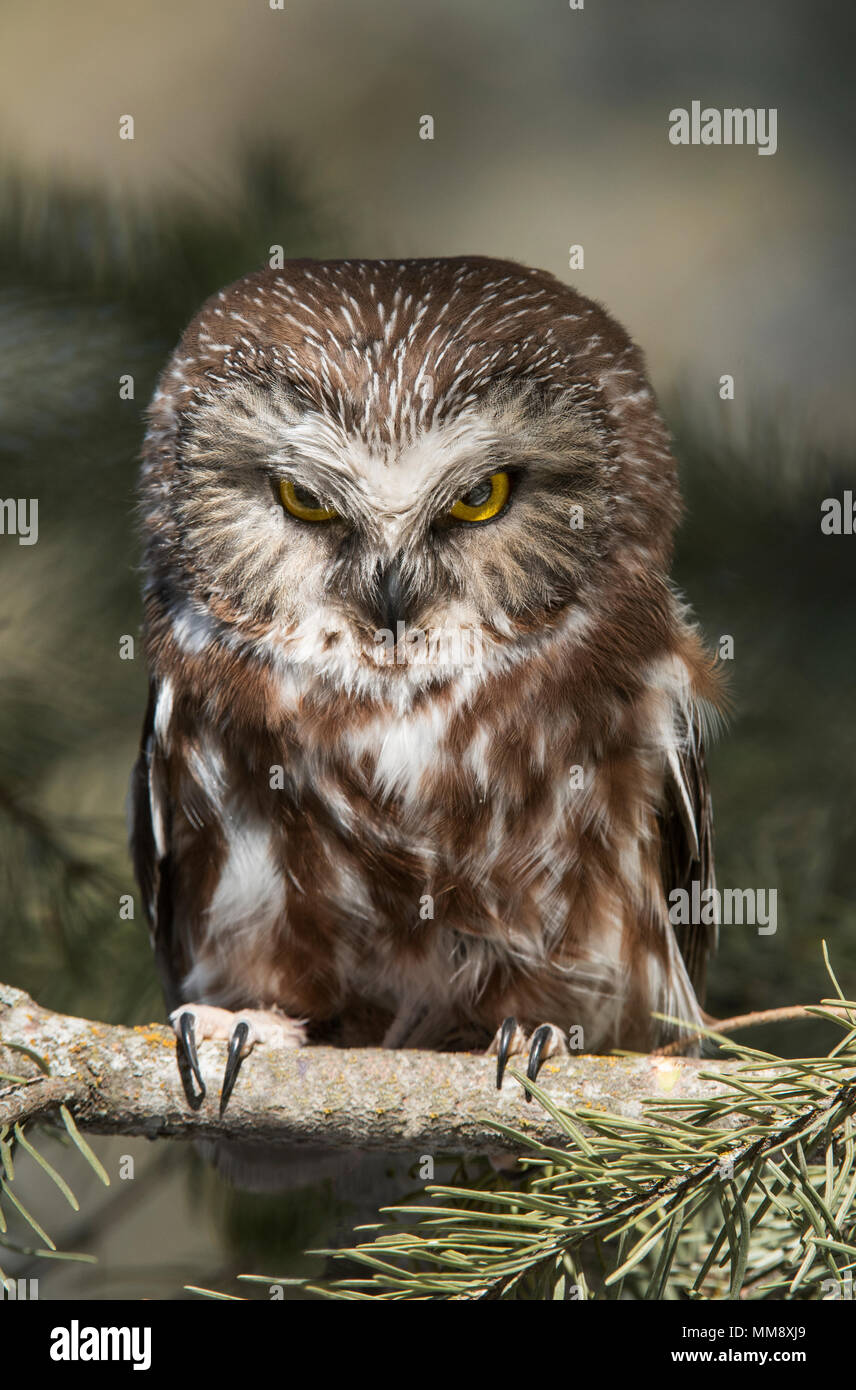 Saw Whet Owl Hi Res Stock Photography And Images Alamy