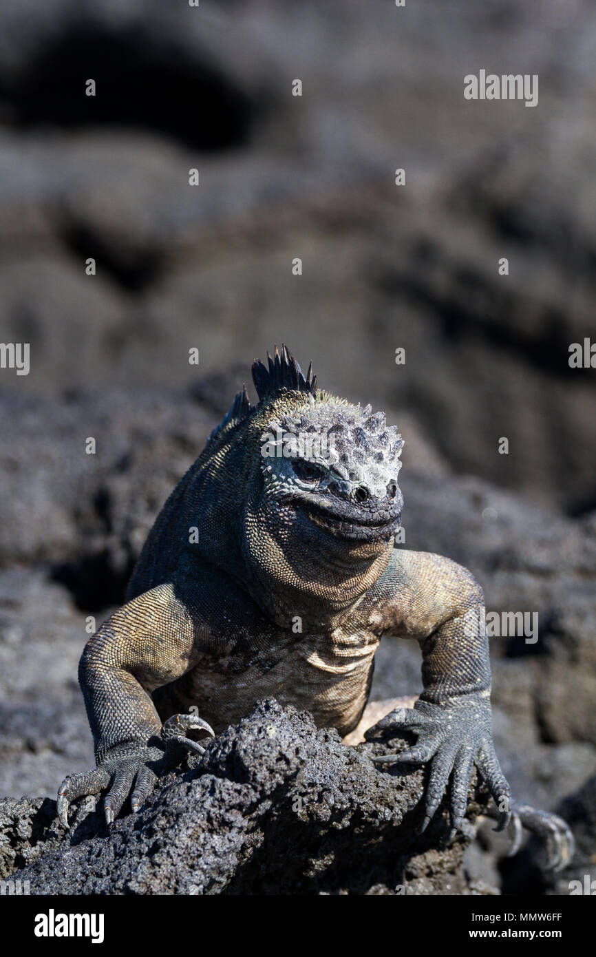 Large Male Galapagos Marine Iguana Amblyrhynchus Cristatus On Lava