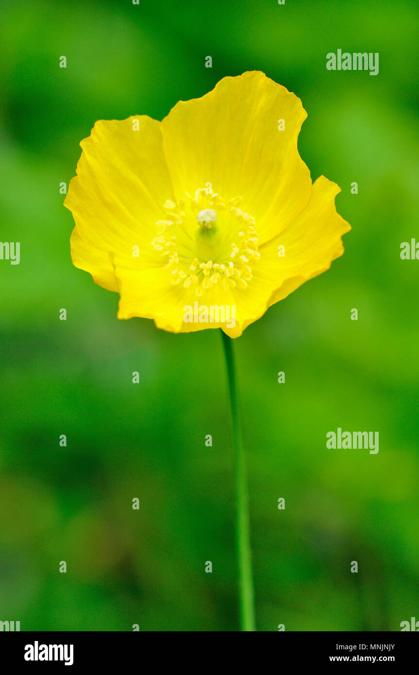 Yellow Iceland Poppy Papaver Nudicaule Hi Res Stock Photography And