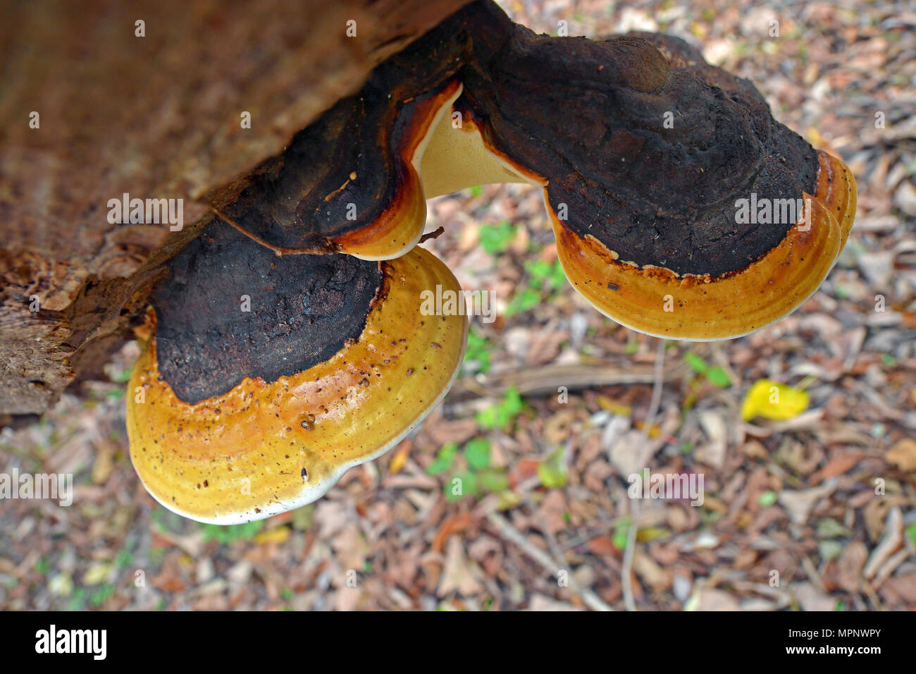 Fomitopsis Pinicola Fungus Known As The Red Belt Conk Stock Photo Alamy