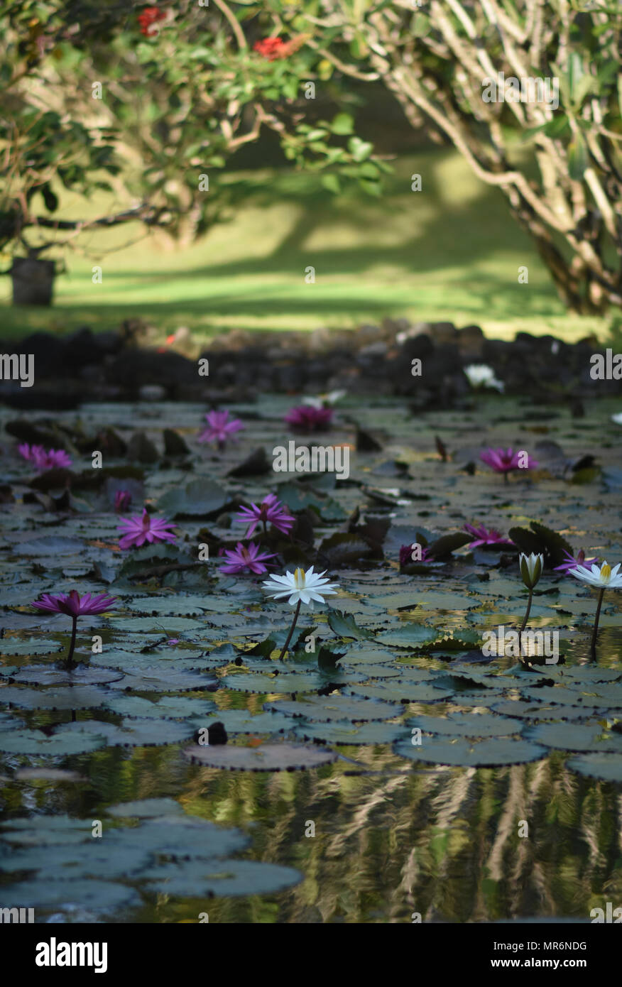 Lotus Flower In Pond Stock Photo Alamy