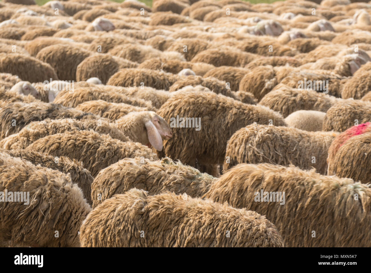 A Flock Of Sheep Grazing Stock Photo Alamy