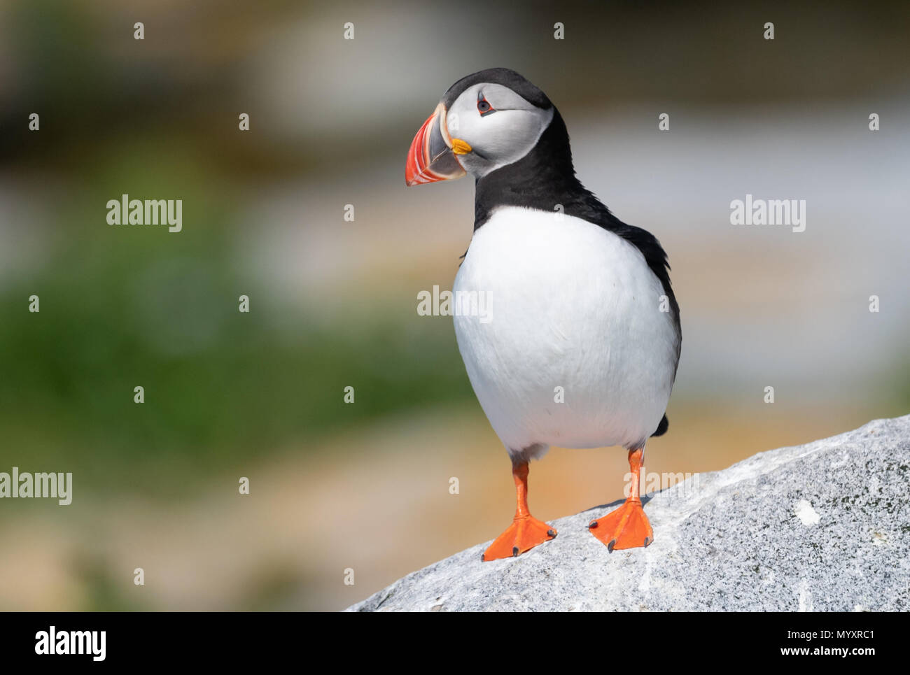 Atlantic Puffin In Maine Stock Photo Alamy