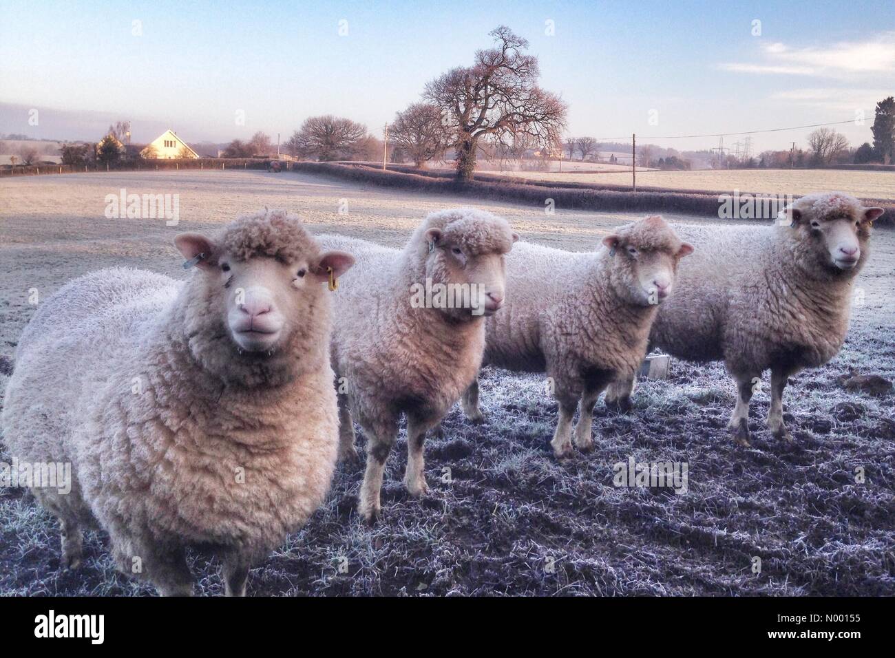 uk-weather-frosty-sheep-in-doddiscombsle