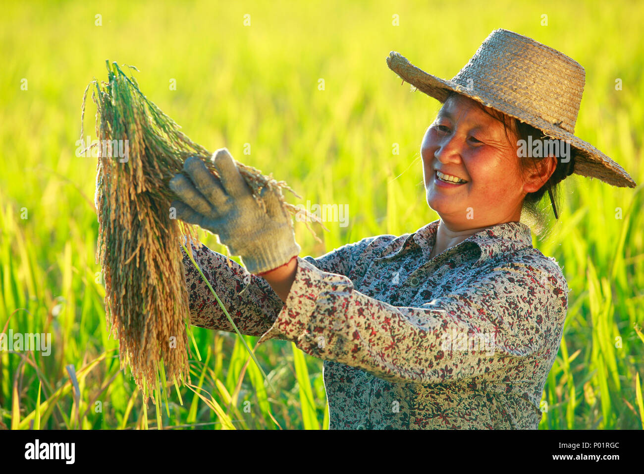 Happy Asian Farmer Portrait In Rice Paddy Rice Harvest Female Farmer