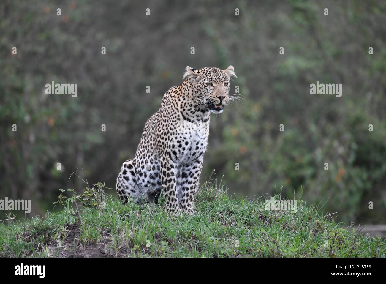 Leopard On Grass Mound Looking For Prey On The Massai Mara Savannah