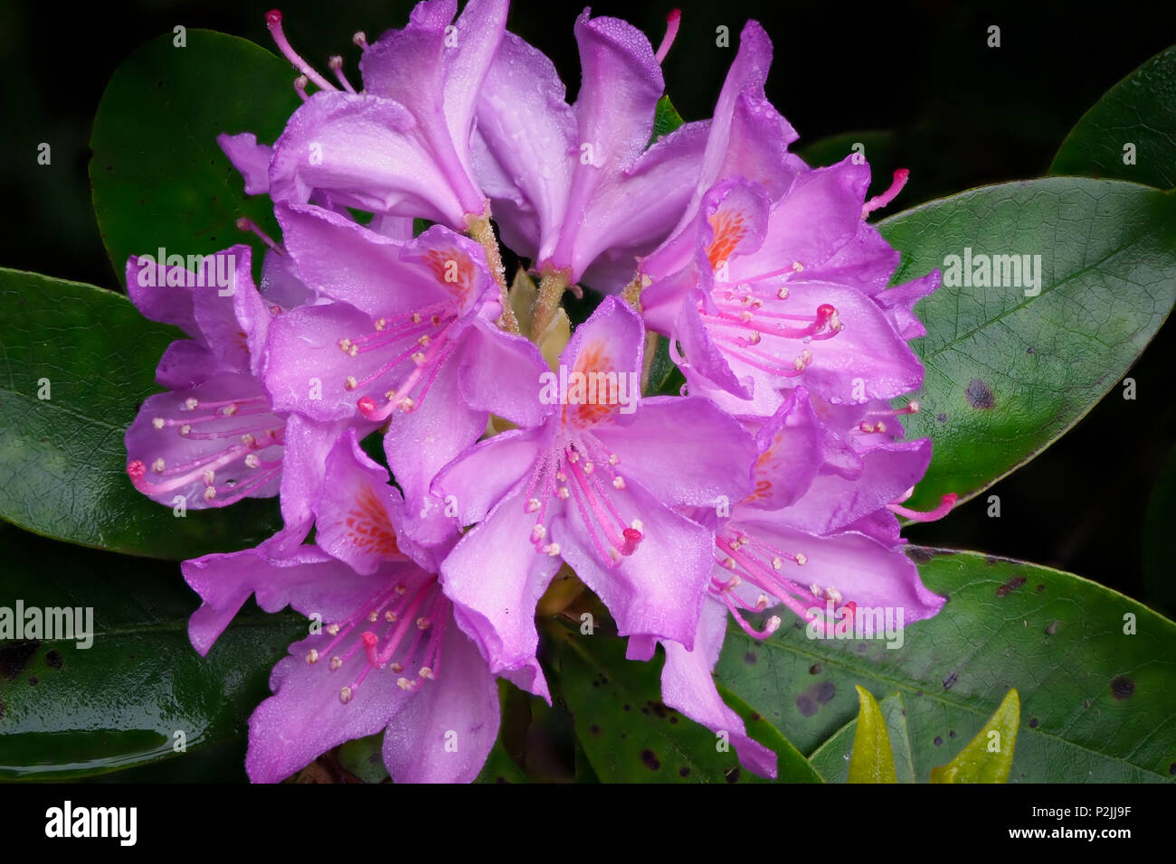 Common Rhododendron Rhododendron Ponticum In Flower Stock Photo Alamy