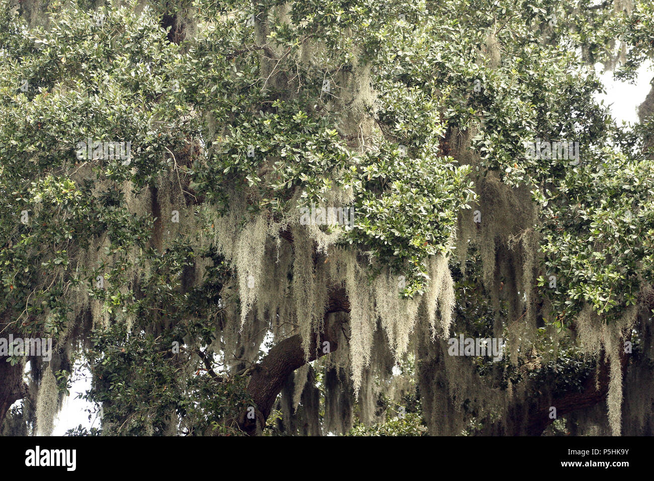 Spanish Moss Tillandsia Usneoides Hanging From Tree Branches Stock