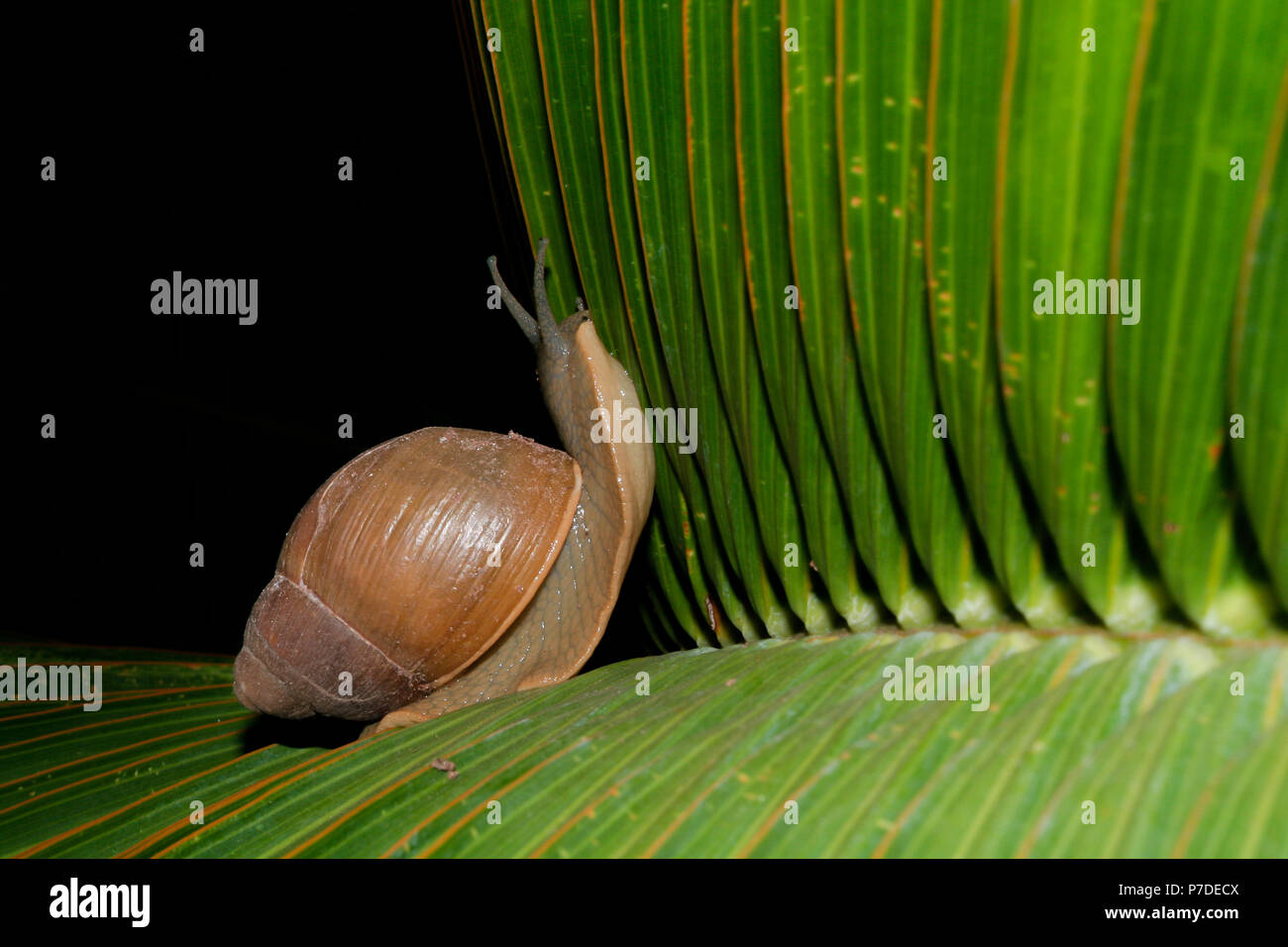 Land Snail Megalobulimus Sp Crawls On Dwarf Palm Tree Hyophorbe