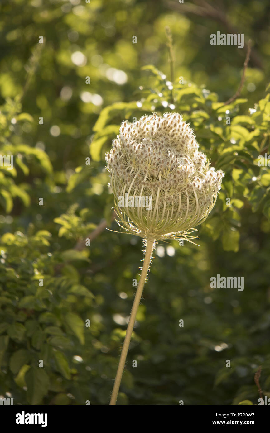 Wild Carrot Seedhead Daucus Carota Masouri Kalymnos Greece Stock Photo Alamy