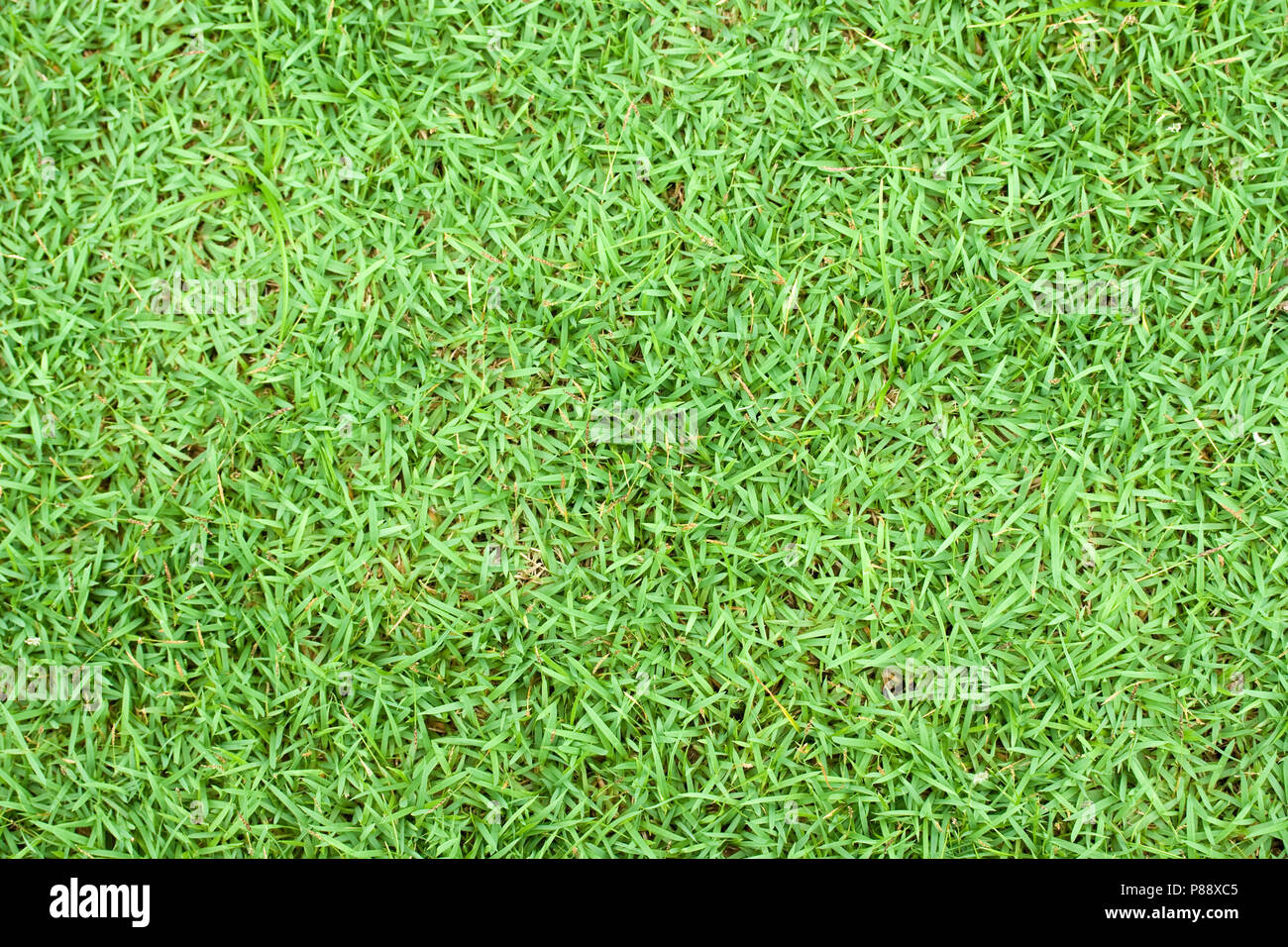 Green Grass Seamless Texture Stock Photo Alamy