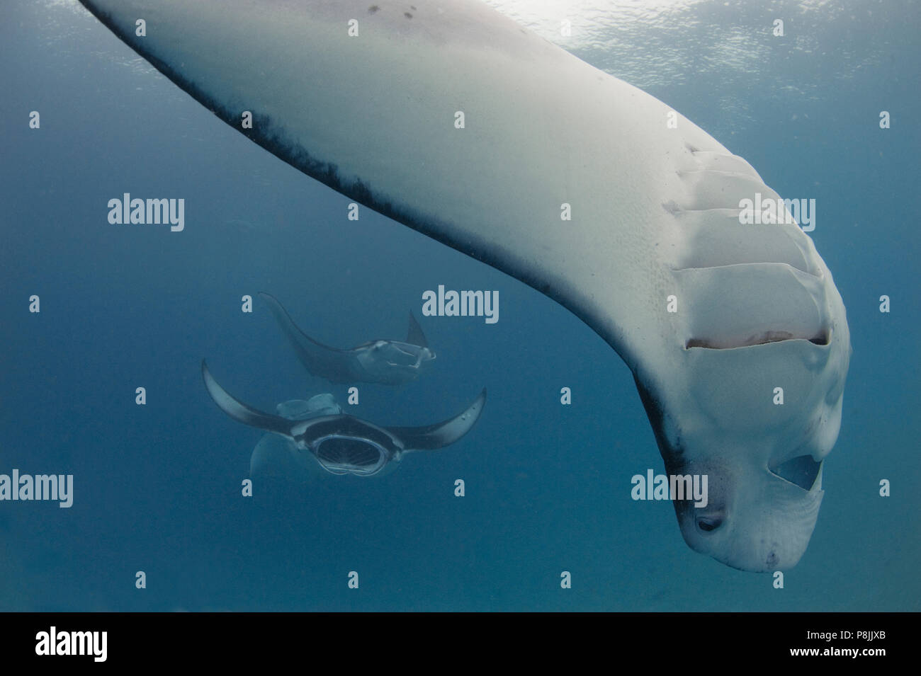 Manta Rays At Hanifaru Bay Baa Atoll Maldives Stock Photo Alamy