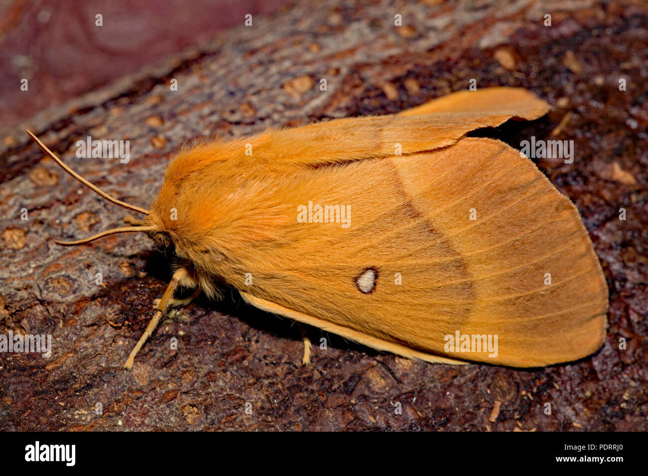 Oak Eggar Moth Lasiocampa Quercus Stock Photo Alamy