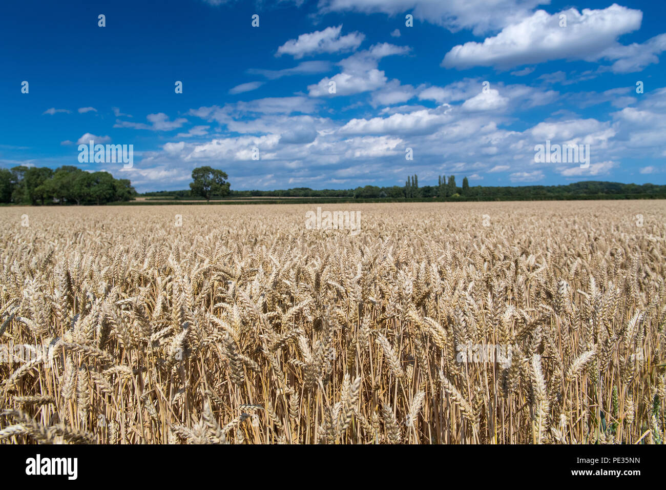 Field Ripe Wheat Ready Harvest High Resolution Stock Photography And