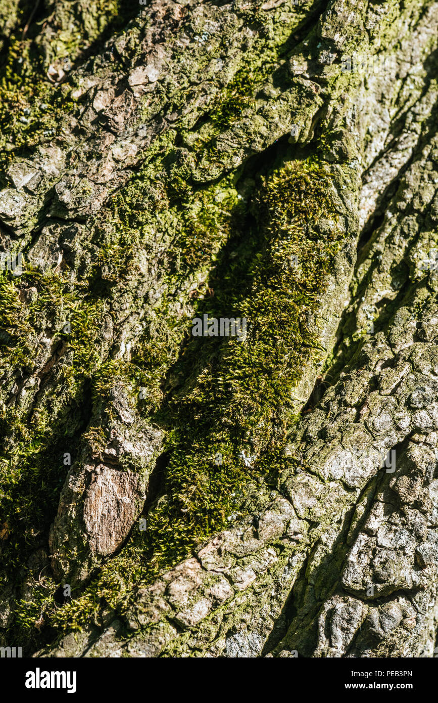 Vertical Background Of Tree Bark With Moss Stock Photo Alamy