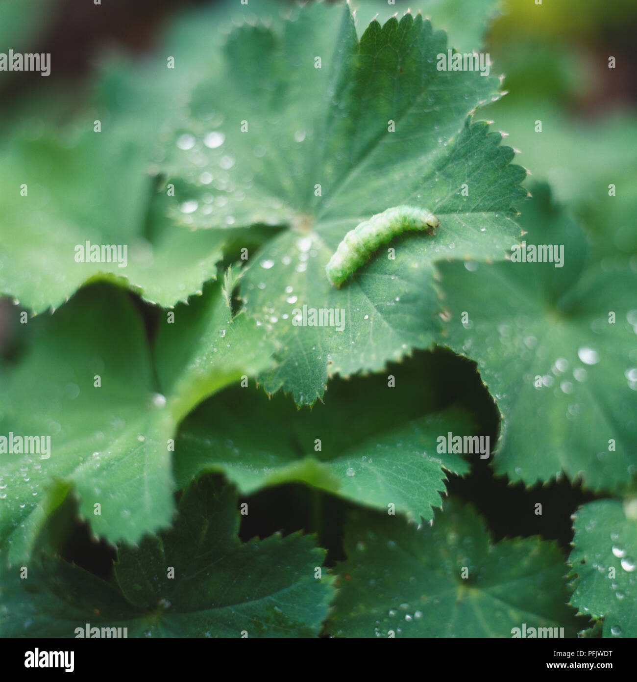 Caterpillar Camouflage Hi Res Stock Photography And Images Alamy