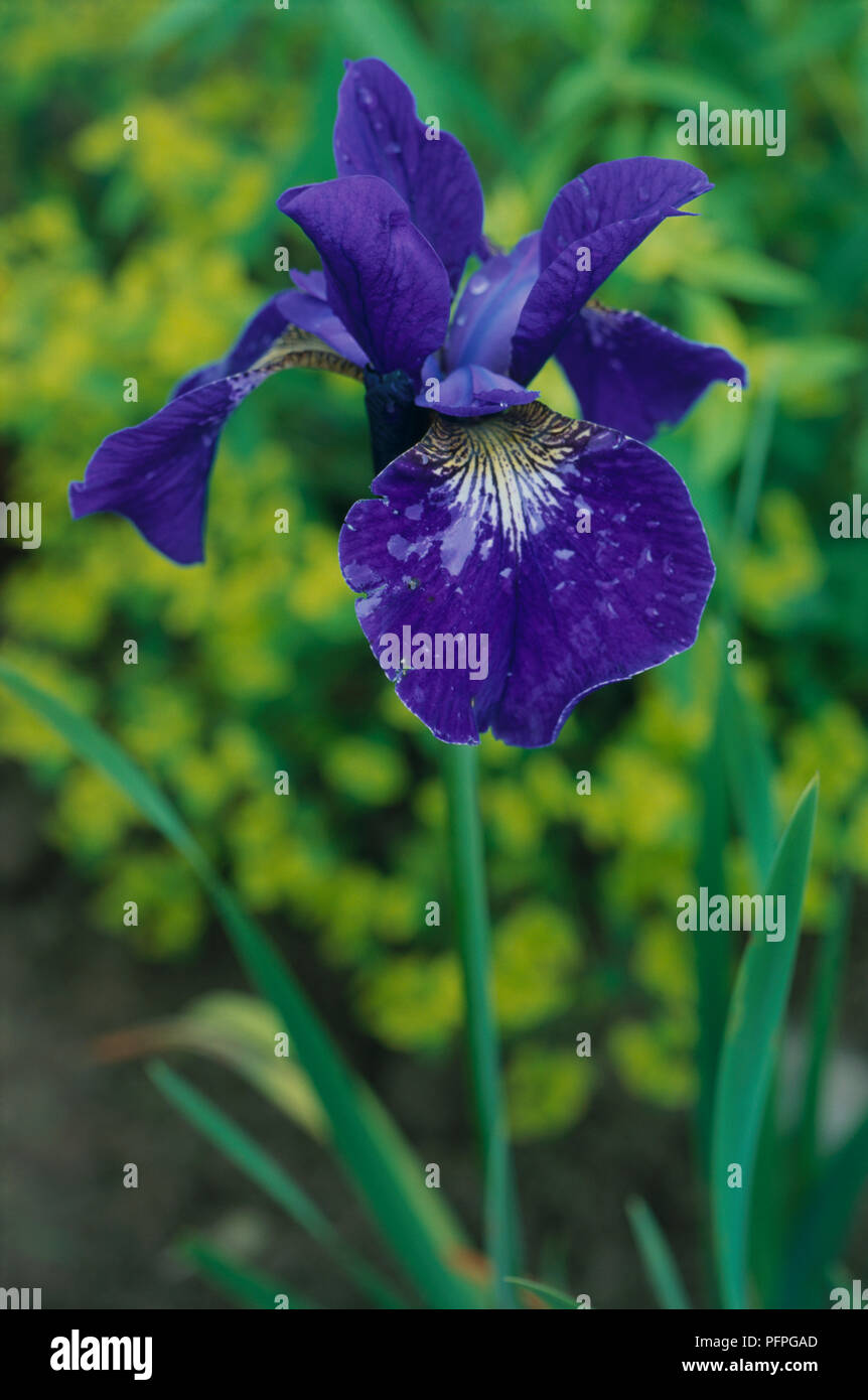 Iris Sibirica Valda Siberian Iris Purple Flower With Raindrops On