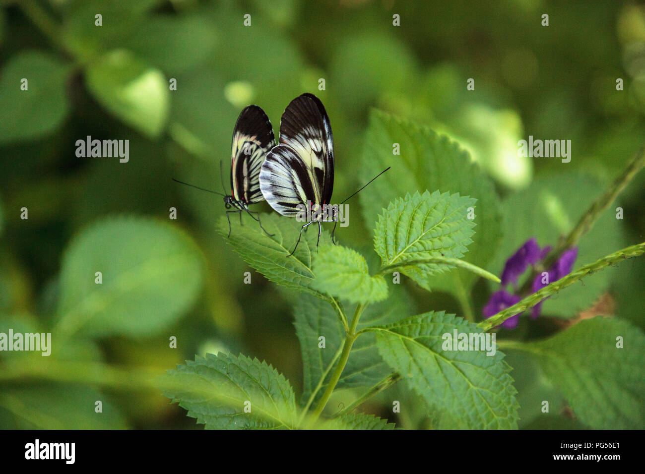 Mating Dance Of Several Piano Key Butterfly Heliconius Melpomene