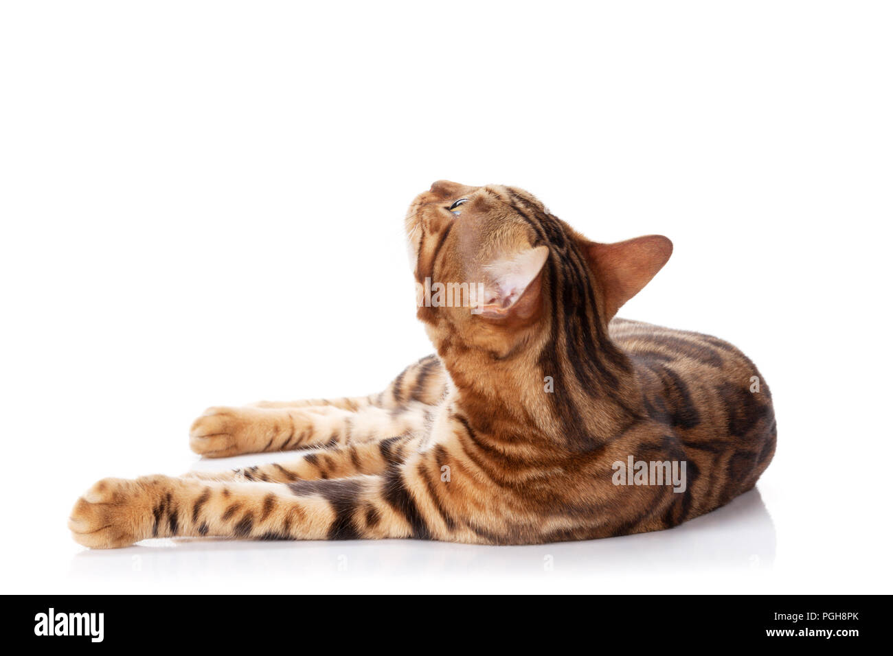 Bengal Cat Isolated On White Background Stock Photo Alamy