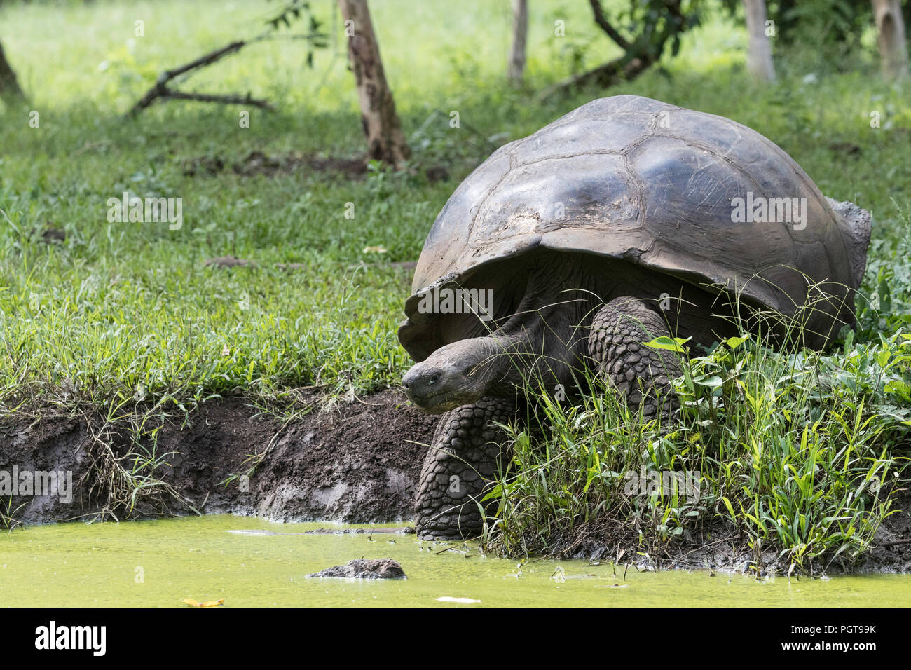 Wild Gal Pagos Giant Tortoise Geochelone Elephantopus Entering Muddy