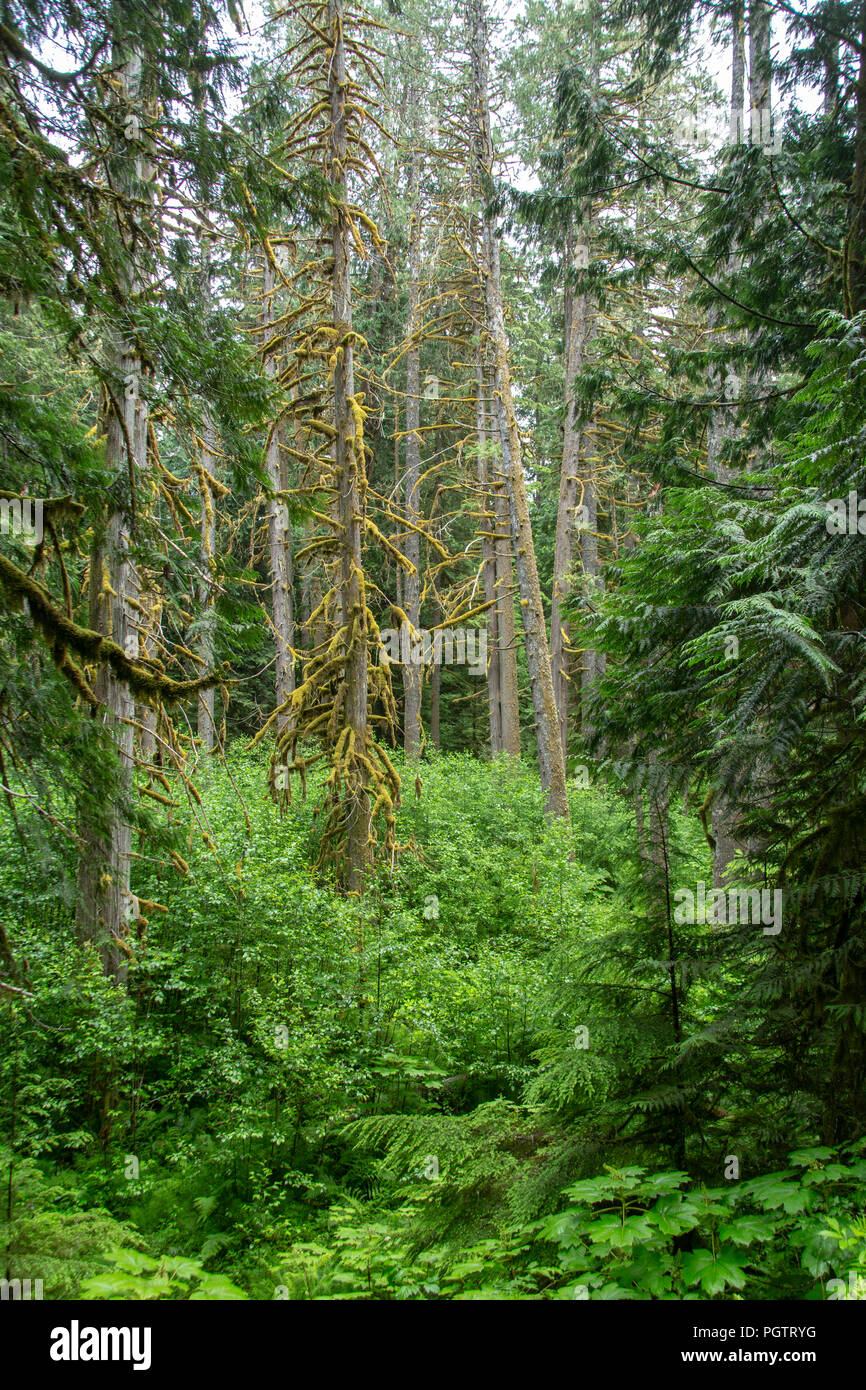 Moss Covered Tree Trunks In A Rain Forest In Oregon Stock Photo Alamy