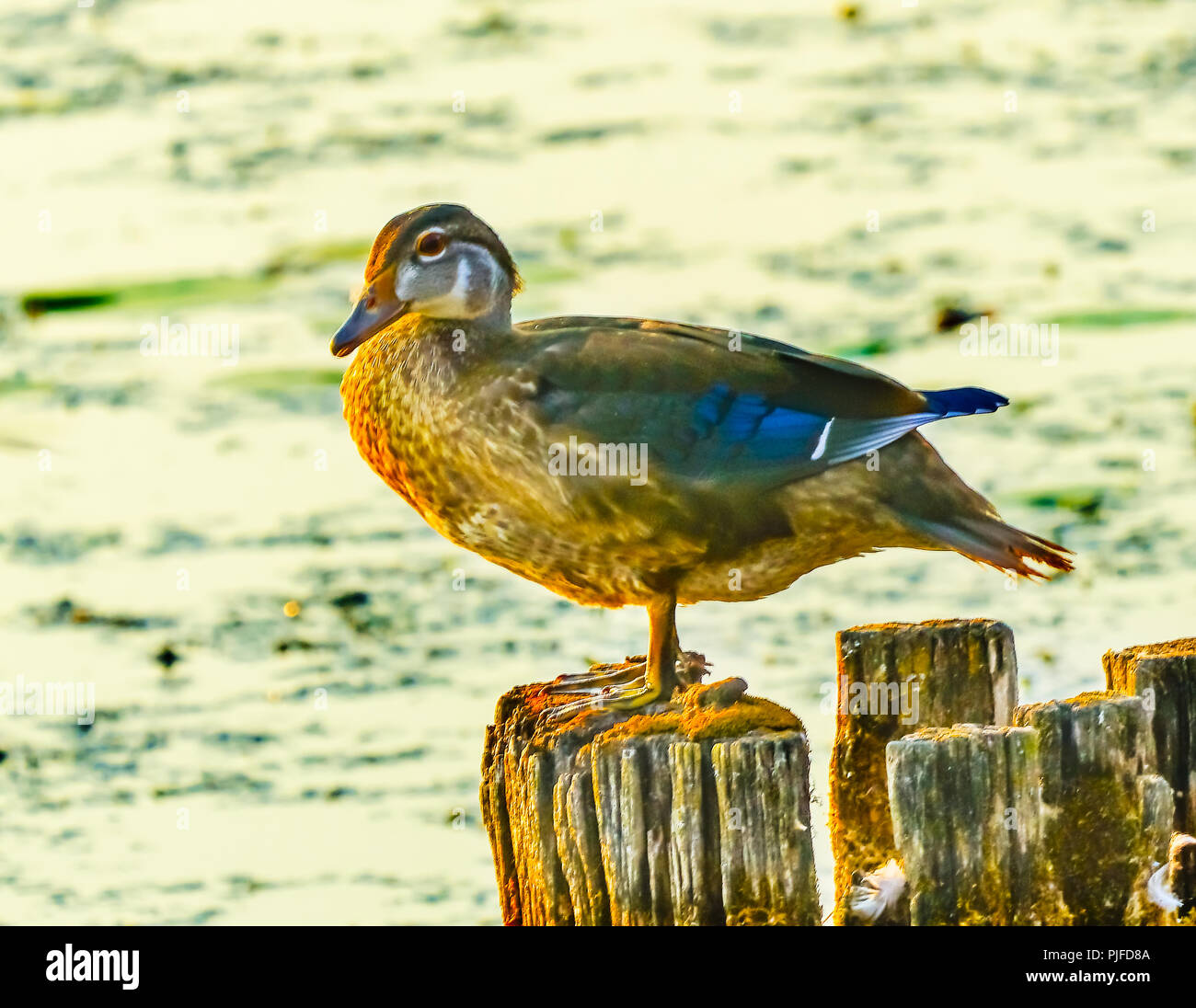 Female Wood Duck Carolina Duck Aix Sponsa Perching Duck Juanita Bay