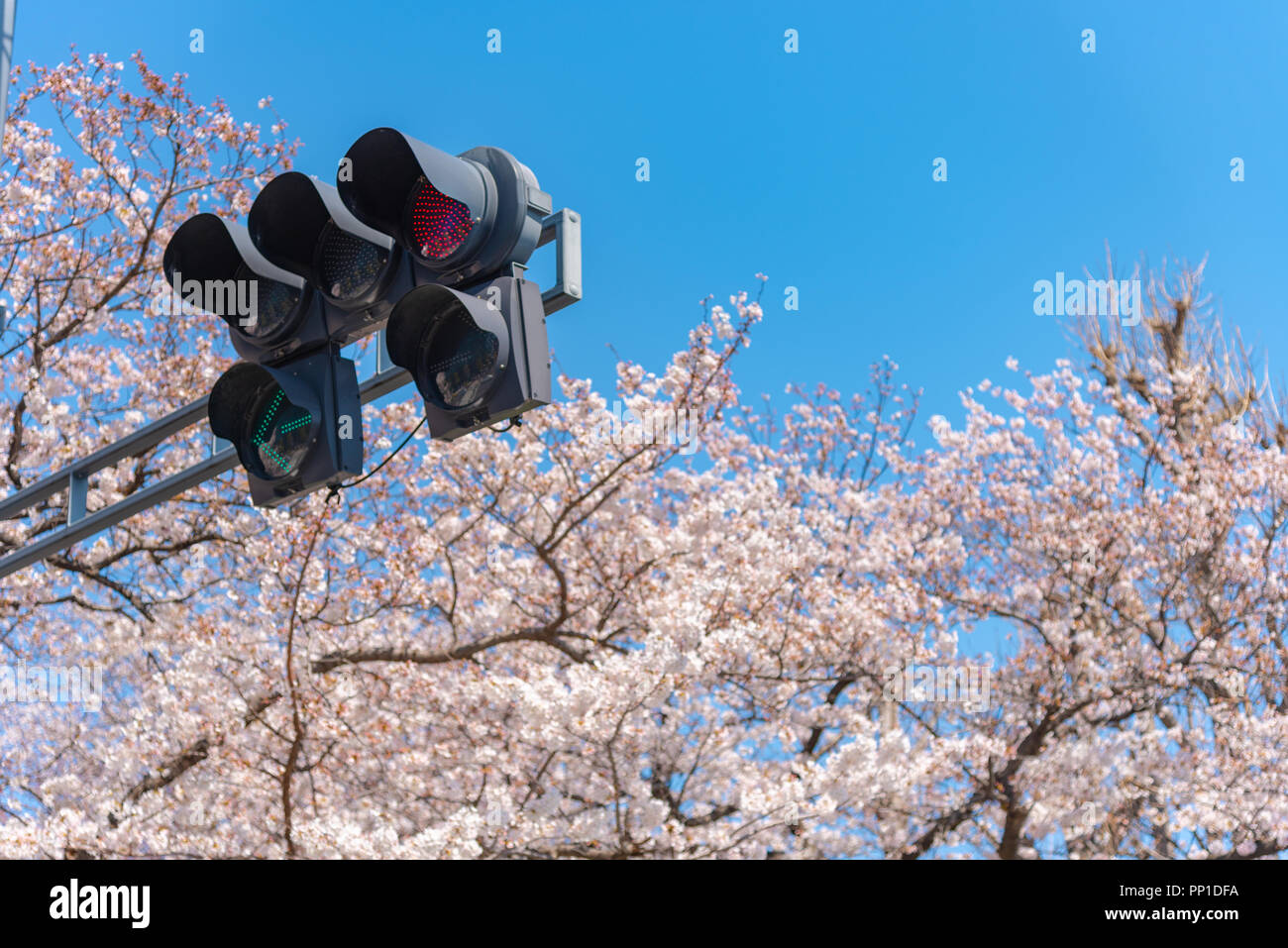 Cherry Blossoms Around Chidorigafuchi Park Tokyo Japan The