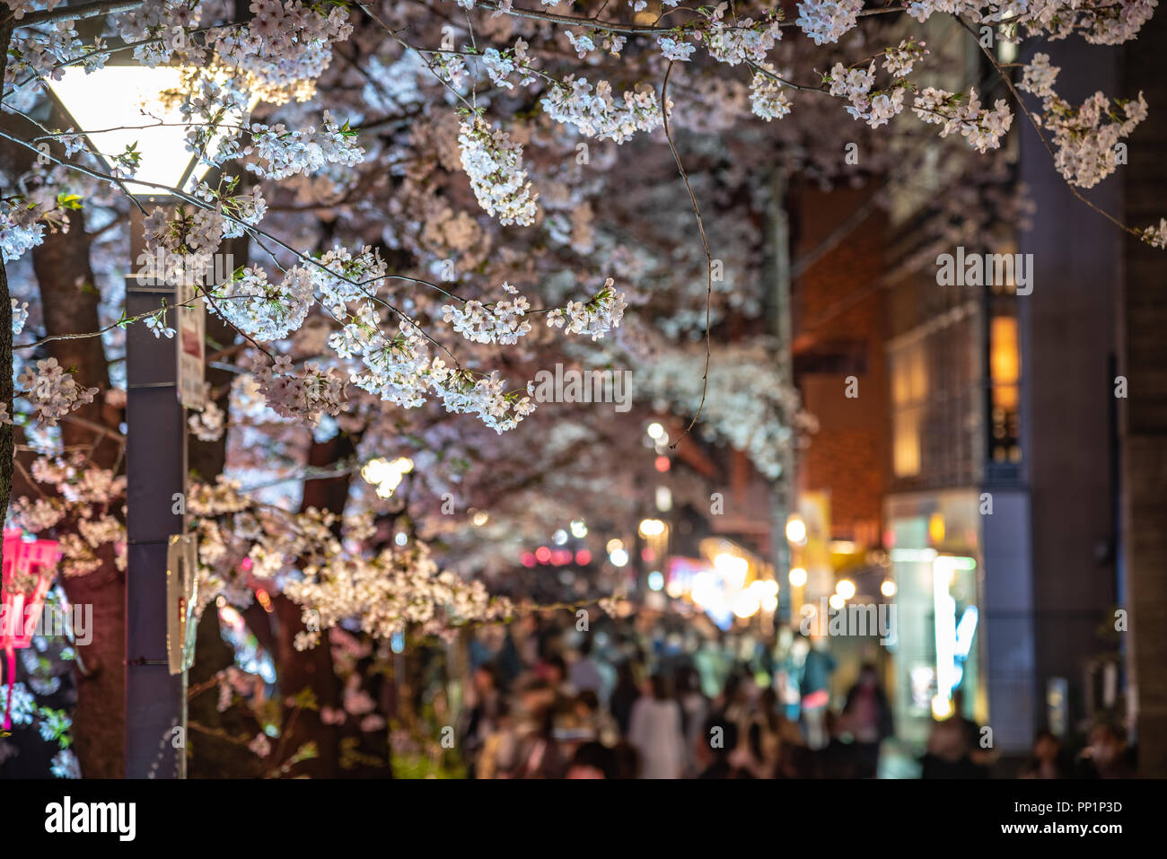 Cherry Blossom Season In Tokyo At Meguro River Japan Meguro River