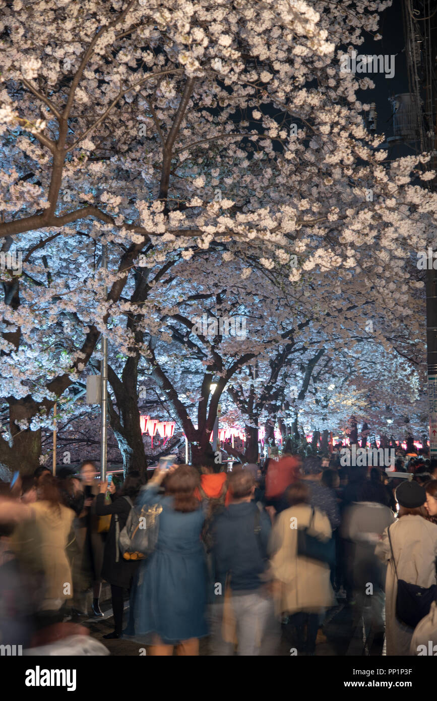 Cherry Blossom Season In Tokyo At Meguro River Japan Meguro River