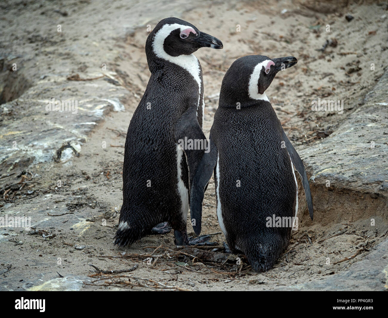 African Penguins Spheniscus Demersus Also Known As The Jackass