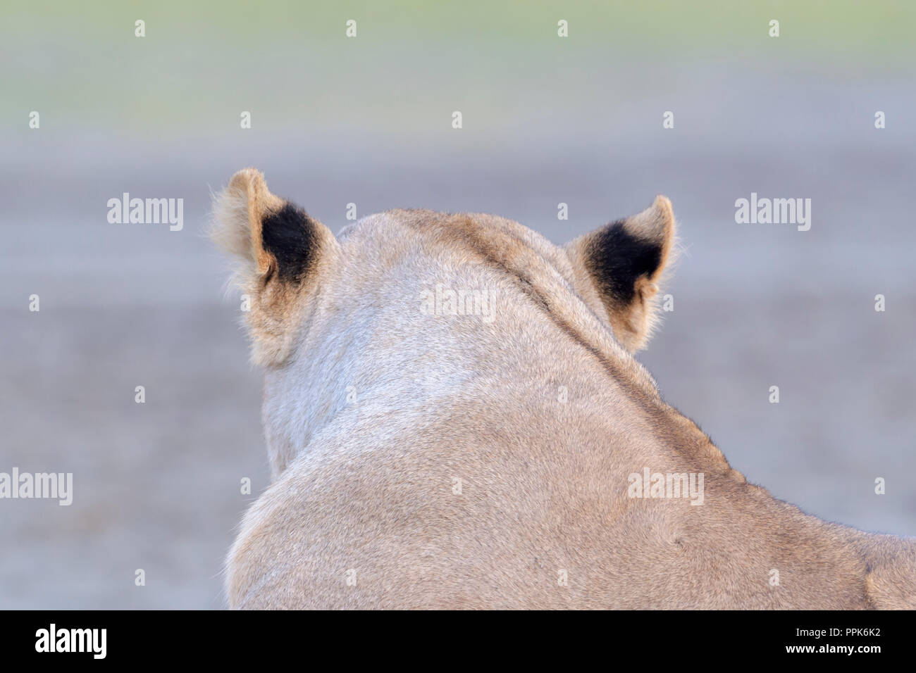 Lioness With Ears Back Hi Res Stock Photography And Images Alamy