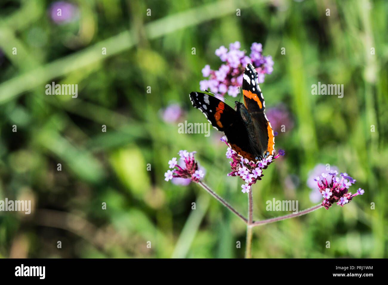 A Red Admiral Butterfly Vanessa Atalanta On A Argentinian Vervain