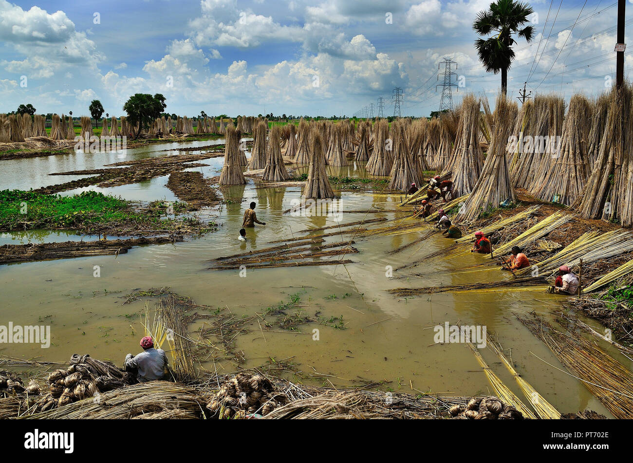 Farming In West Bengal Hi Res Stock Photography And Images Alamy