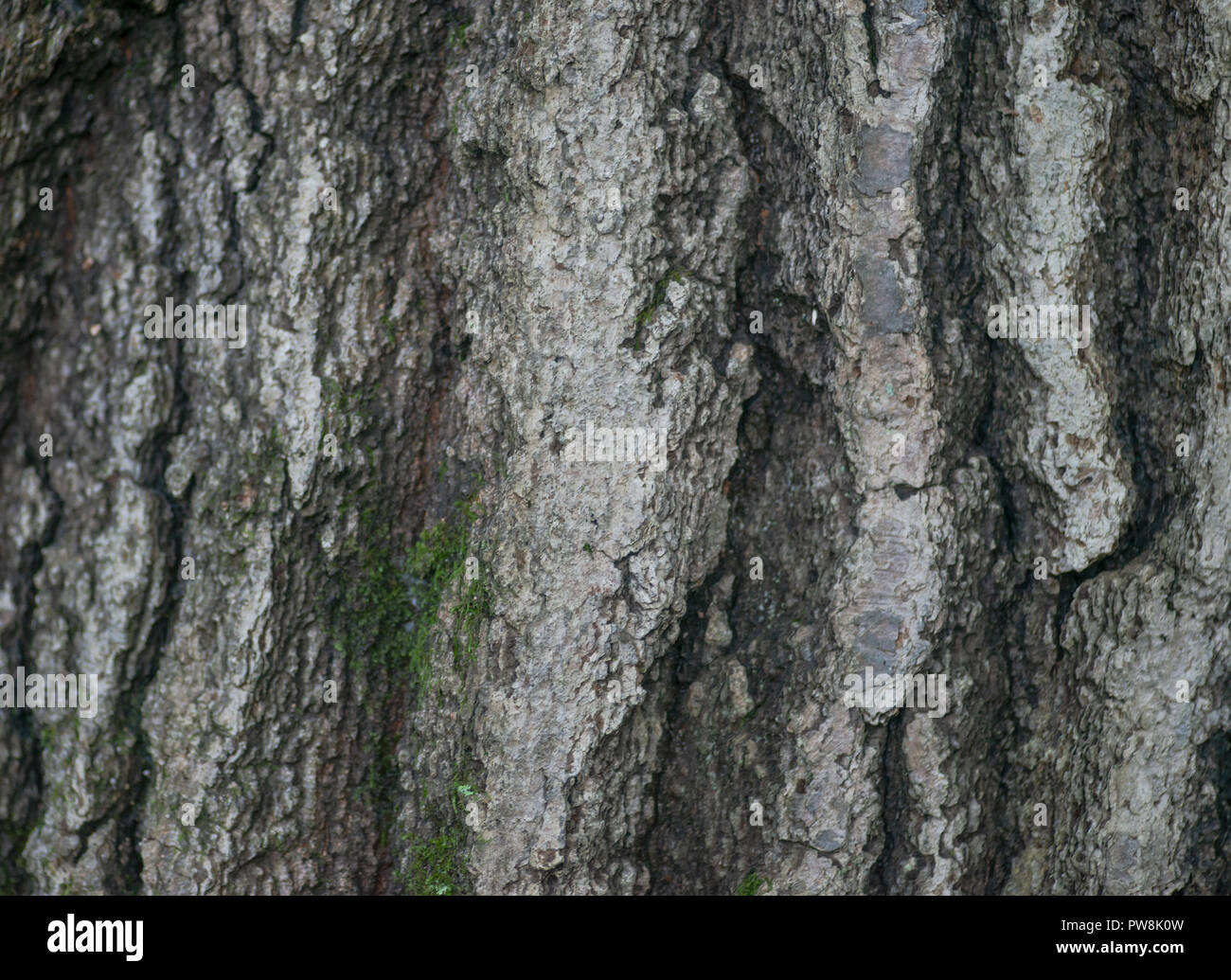 Furrowed And Fibrous Tree Bark Rhytidome Like Art Texture Background