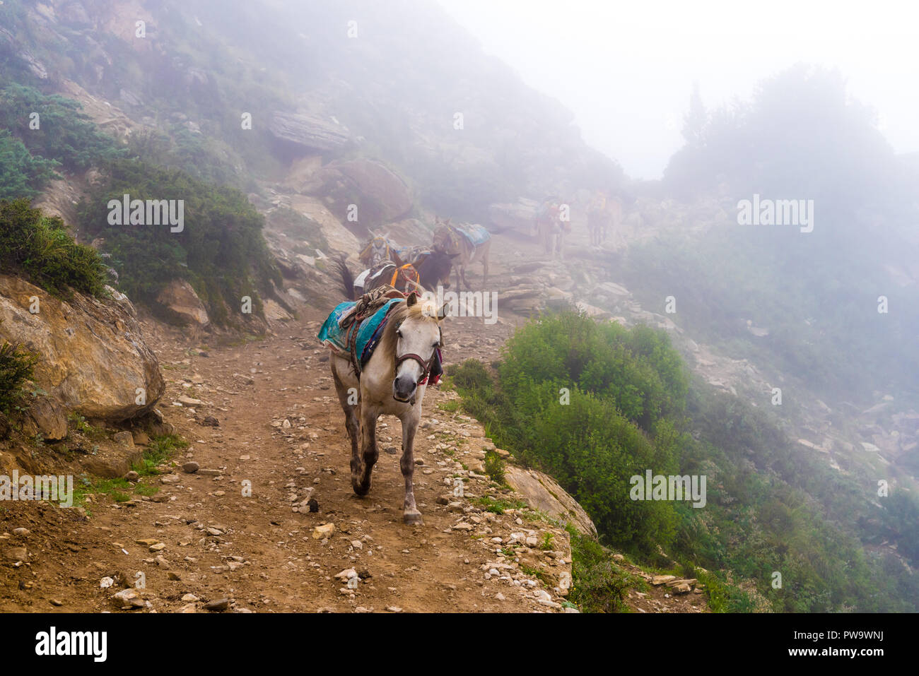 Annapurna Conservation Area Nepal July 21 2018 Mountain Mules On