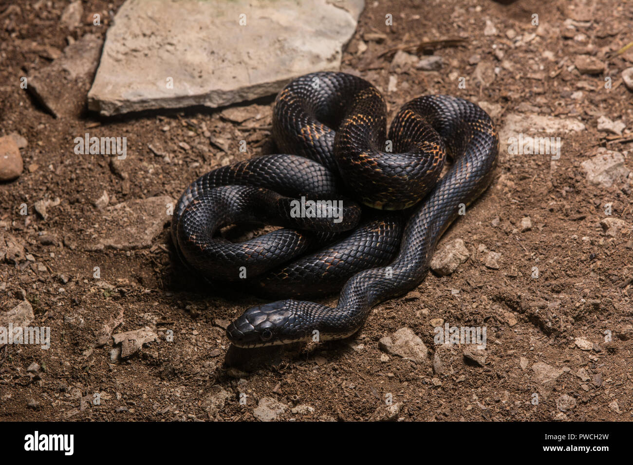 Gray Ratsnake Pantherophis Spiloides From Union County Illinois USA