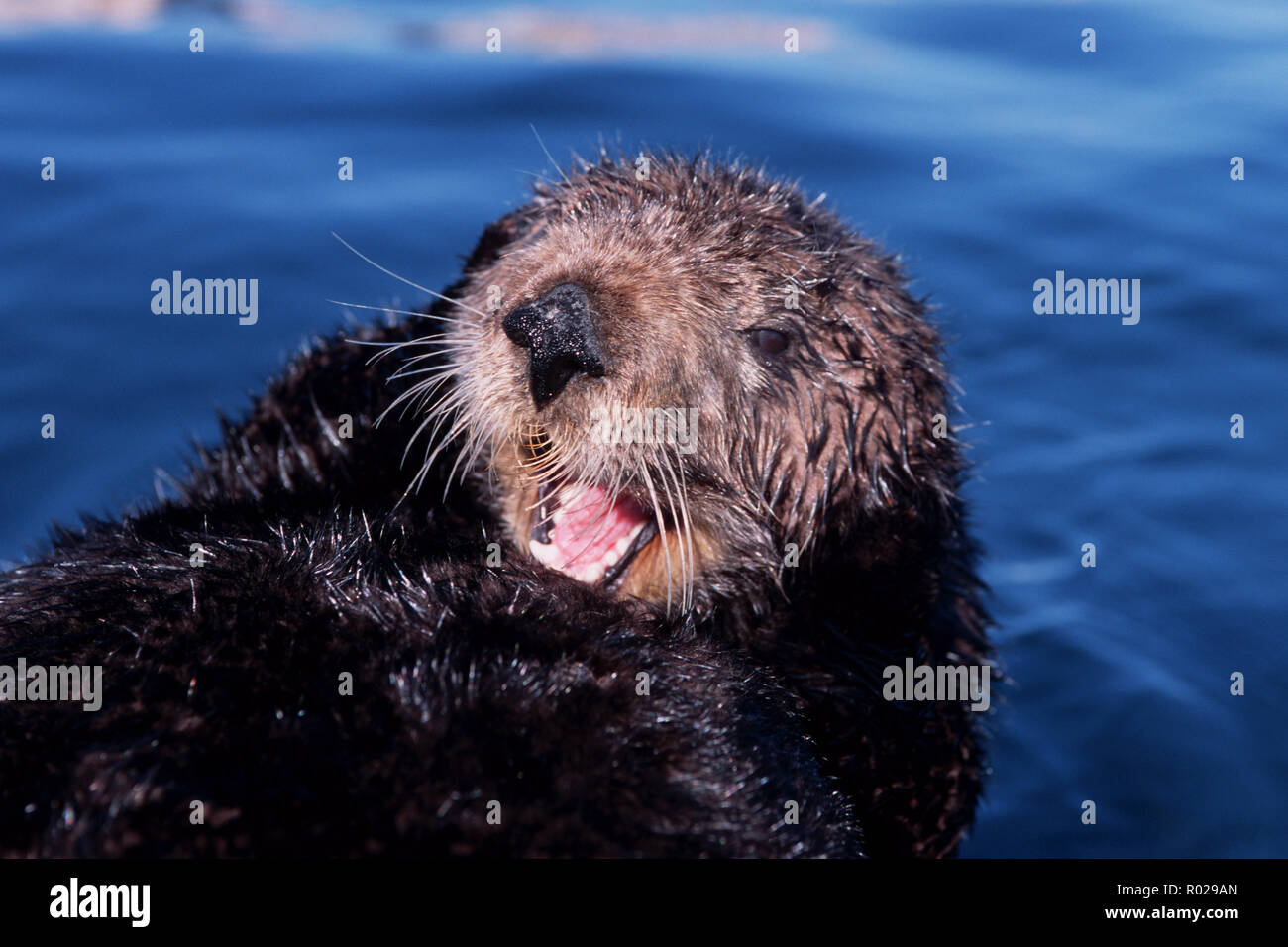 Sea Otter Enhydra Lutris Hunted Almost To Extinction Is Now