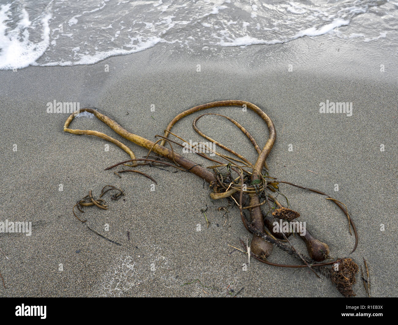 Bull Kelp Washed Up On A Sandy Beach With Waves Coming In Stock Photo