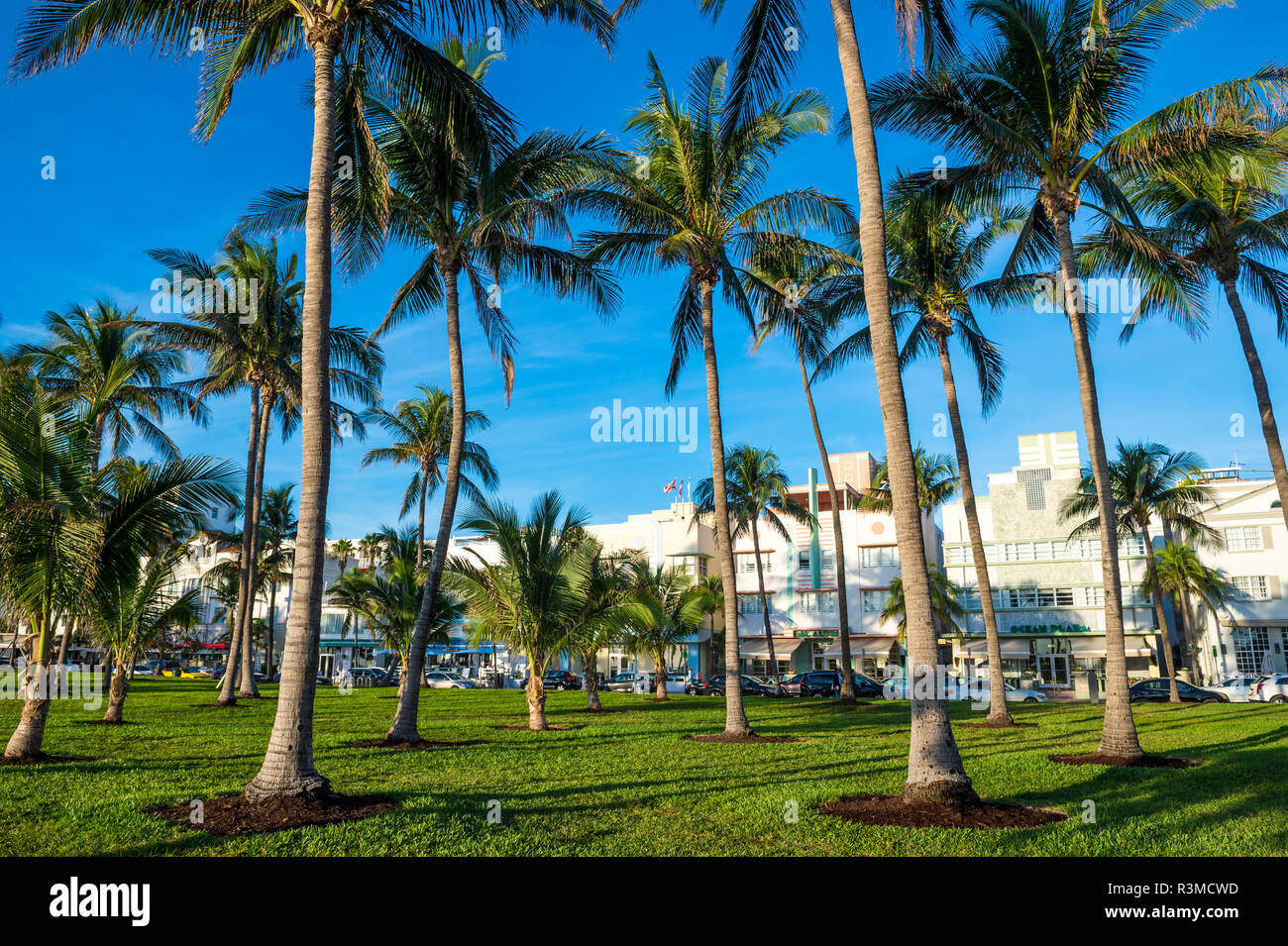 Miami Circa September The Palm Trees Of Lummus Park Cast