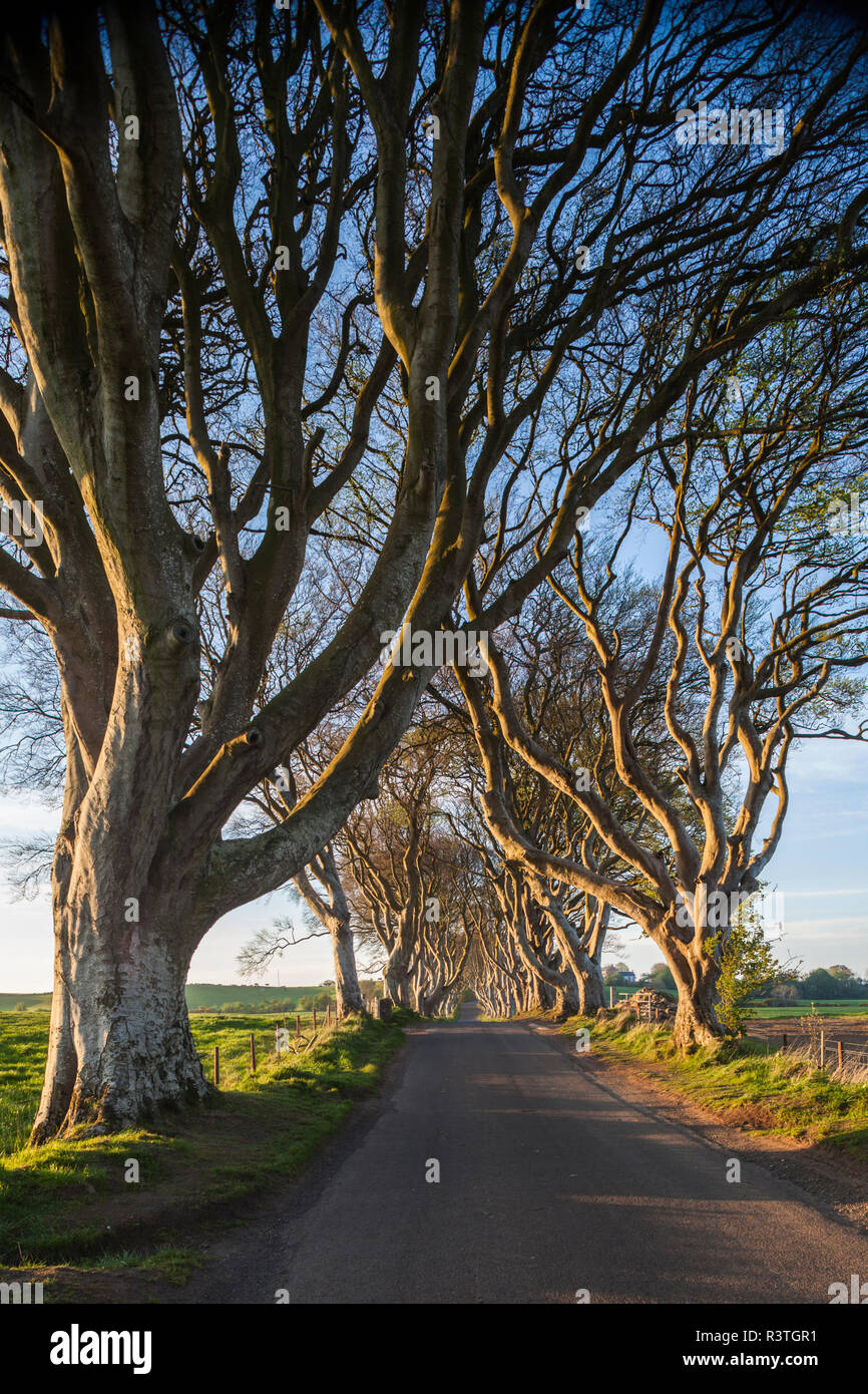 Uk Northern Ireland County Antrim Ballymoney The Dark Hedges Tree