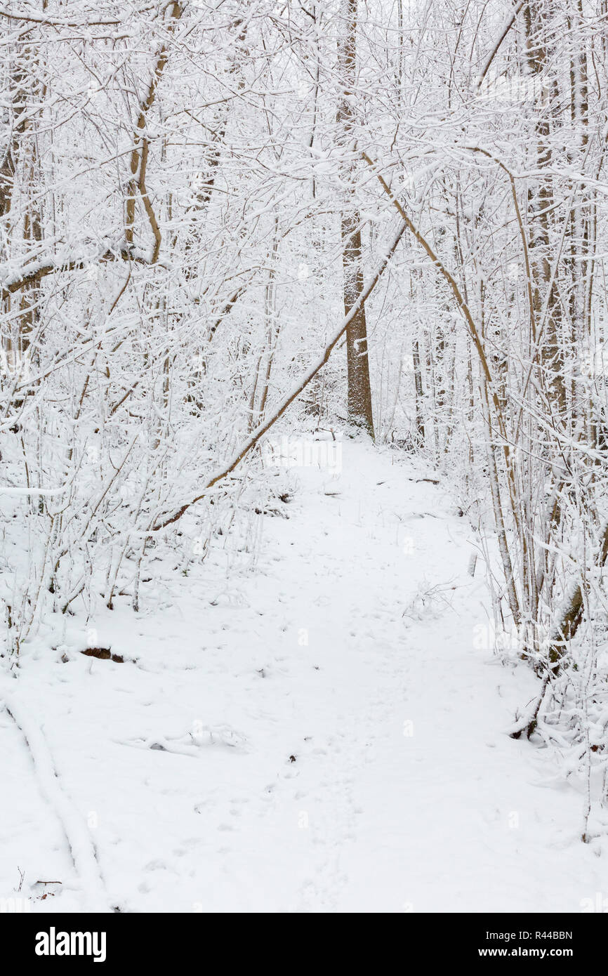 Forest Trail Through Winter Woods Stock Photo Alamy